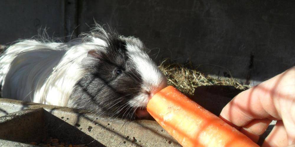  Kermorg'ane équicie (Bretagne, Côtes-d'Armor)