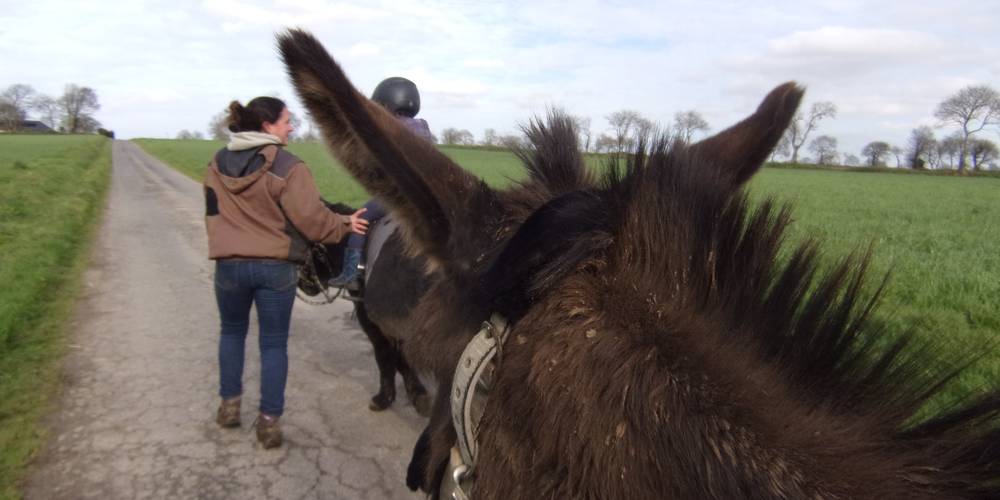  Kermorg'ane équicie (Bretagne, Côtes-d'Armor)