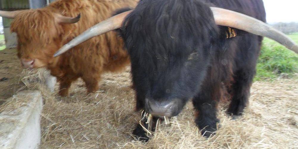  Kermorg'ane équicie (Bretagne, Côtes-d'Armor)