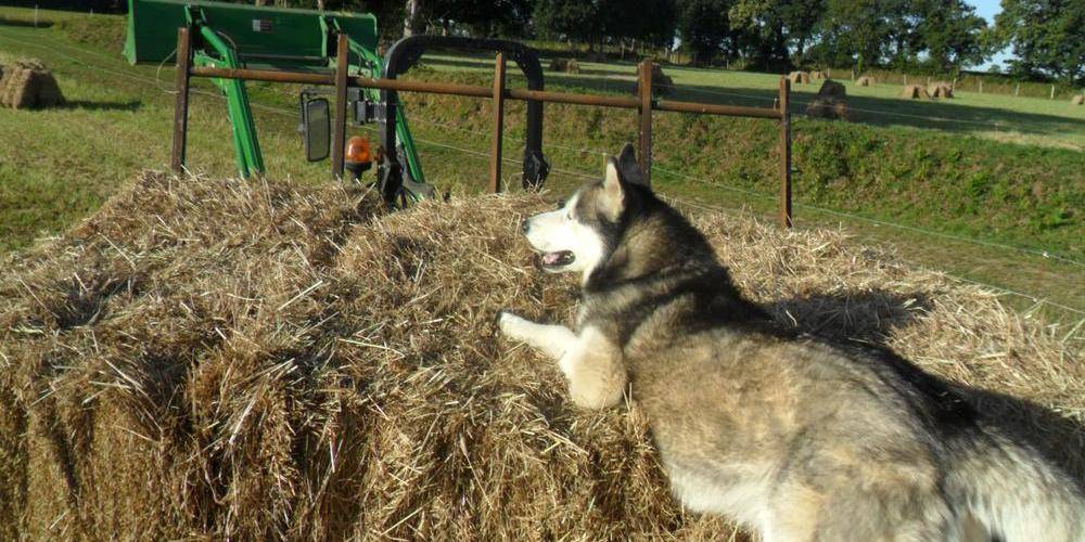  Kermorg'ane équicie (Bretagne, Côtes-d'Armor)