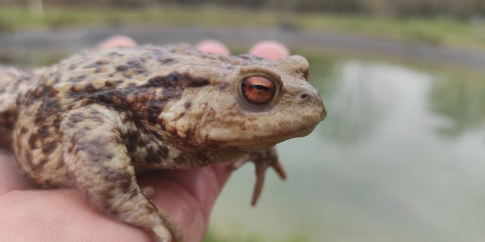  Le Moulin aux Ecrevisses (Grand Est, Haute-Marne)