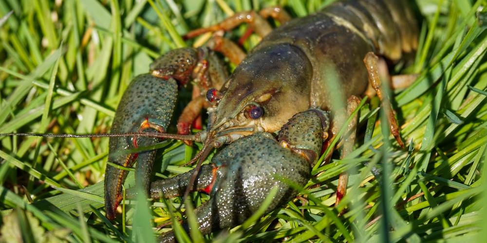  Le Moulin aux Ecrevisses (Grand Est, Haute-Marne)