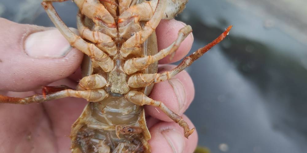  Le Moulin aux Ecrevisses (Grand Est, Haute-Marne)
