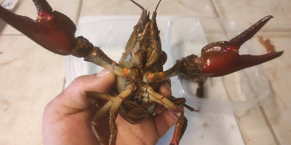  Le Moulin aux Ecrevisses (Grand Est, Haute-Marne)