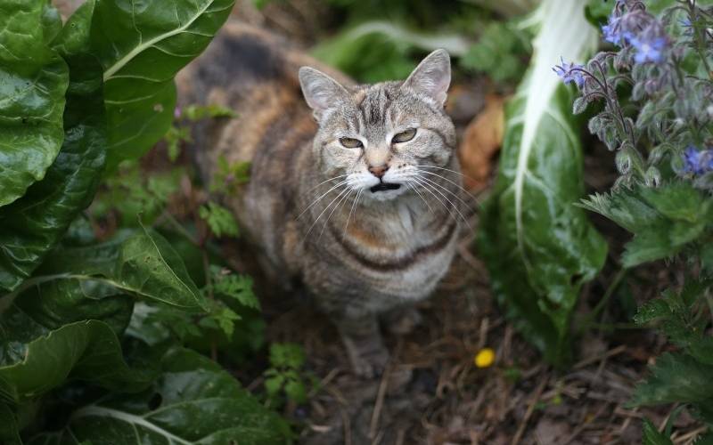  BOEM (Bretagne, Ille-et-Vilaine)