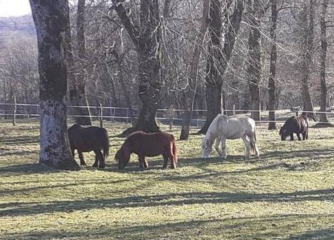  Equi'libre le cheval médiateur (Bourgogne-Franche-Comté, Doubs)