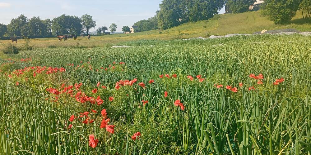  Les Jardins du Batut (Occitanie, Aveyron)