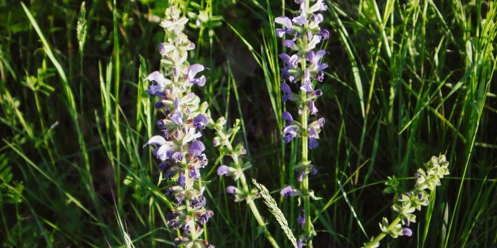  Camping-gîte de la Tuilerie (Auvergne-Rhône-Alpes, Rhône)