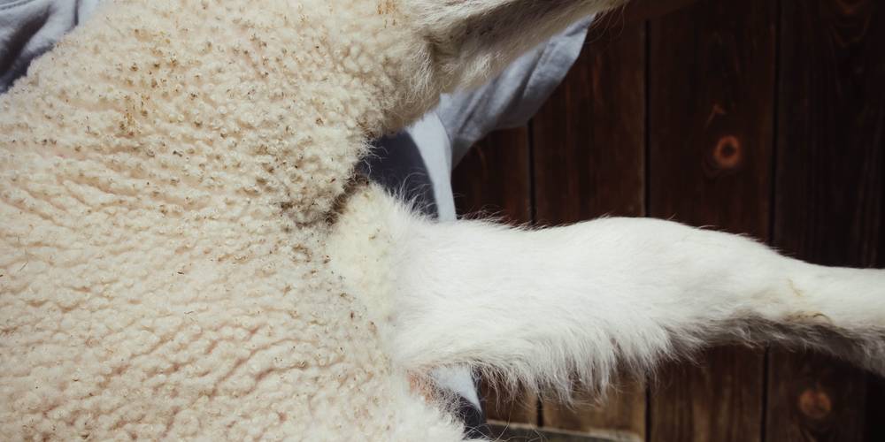  Camping-gîte de la Tuilerie (Auvergne-Rhône-Alpes, Rhône)