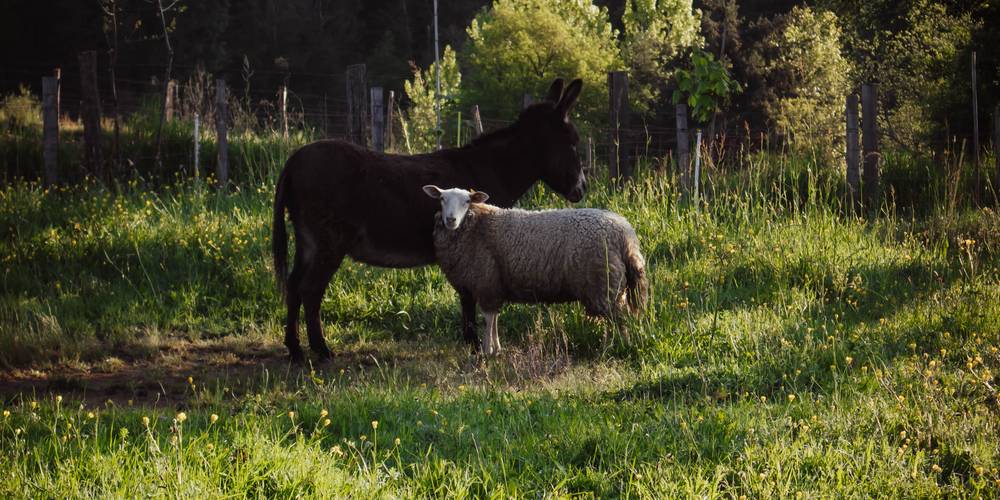  Camping-gîte de la Tuilerie (Auvergne-Rhône-Alpes, Rhône)