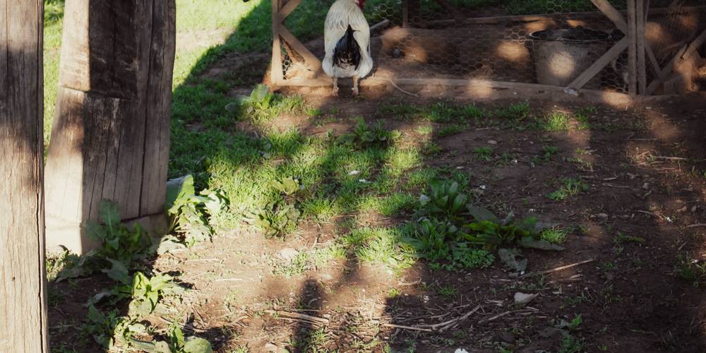  Camping-gîte de la Tuilerie (Auvergne-Rhône-Alpes, Rhône)