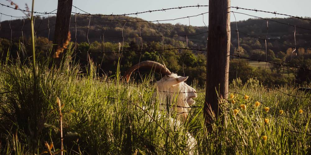  Camping-gîte de la Tuilerie (Auvergne-Rhône-Alpes, Rhône)