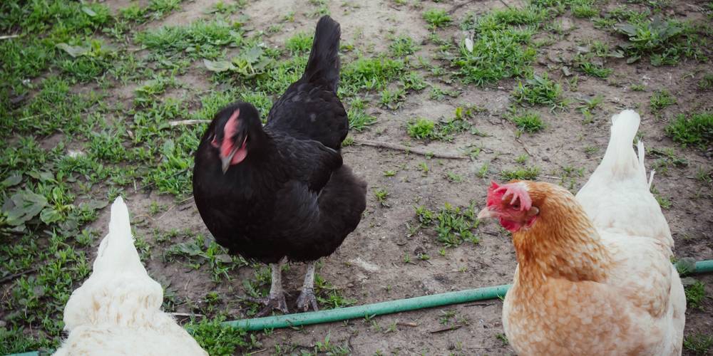  Camping-gîte de la Tuilerie (Auvergne-Rhône-Alpes, Rhône)