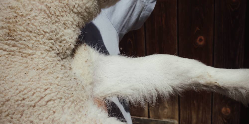  Camping-gîte de la Tuilerie (Auvergne-Rhône-Alpes, Rhône)