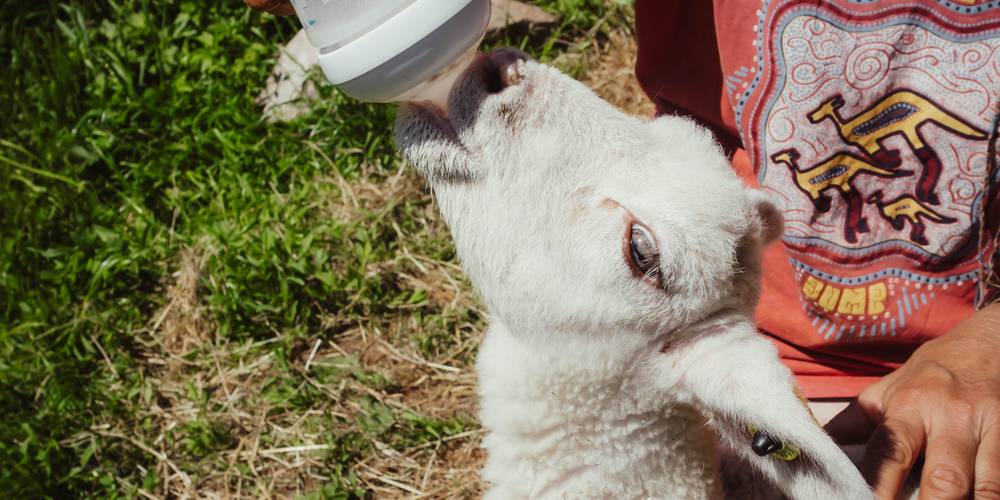  Camping-gîte de la Tuilerie (Auvergne-Rhône-Alpes, Rhône)