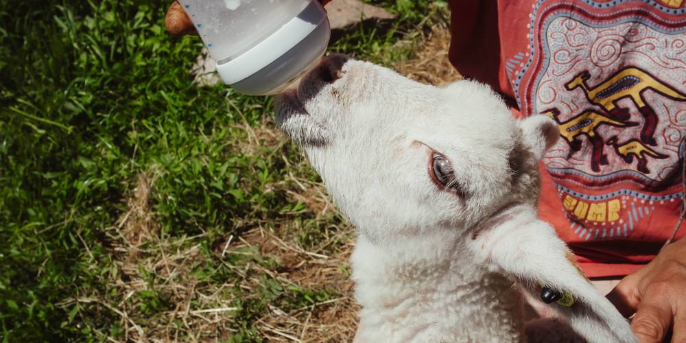  Camping-gîte de la Tuilerie (Auvergne-Rhône-Alpes, Rhône)