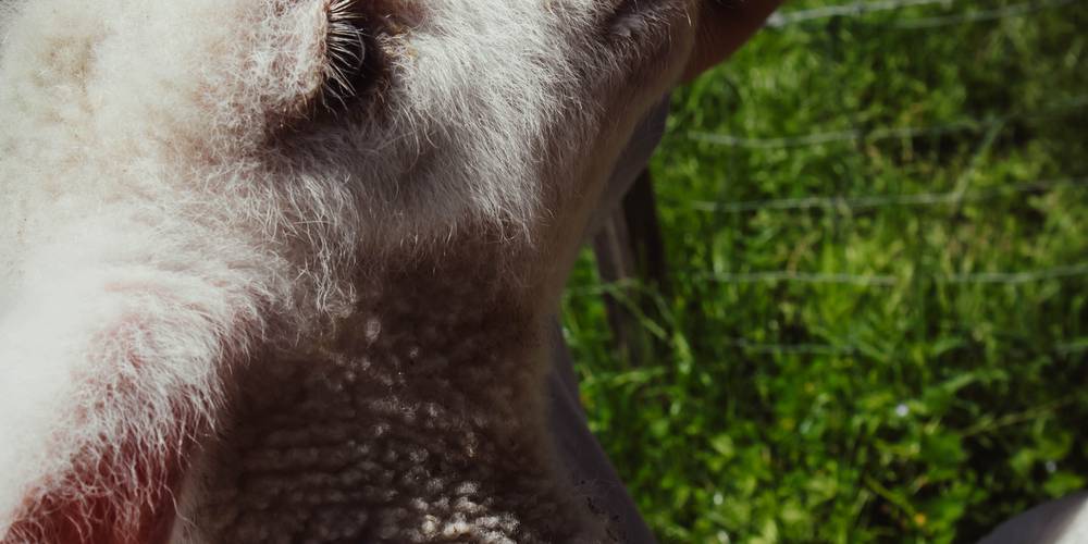  Camping-gîte de la Tuilerie (Auvergne-Rhône-Alpes, Rhône)