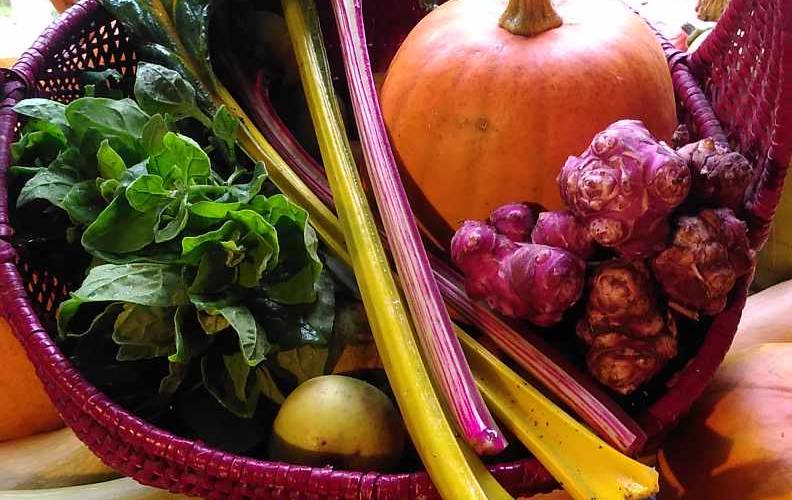 Légumes fraiches -  L'île de Bambecque (Hauts-de-France, Nord)