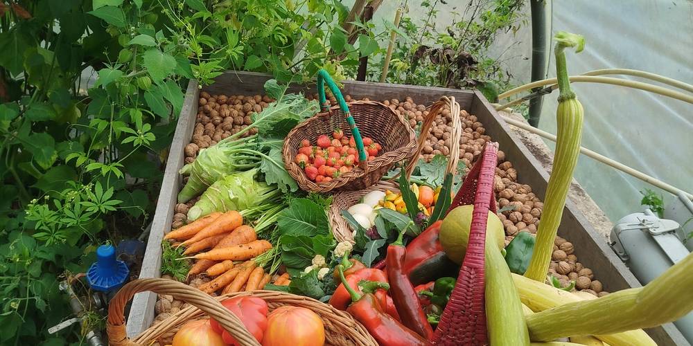 L'abondance -  L'île de Bambecque (Hauts-de-France, Nord)