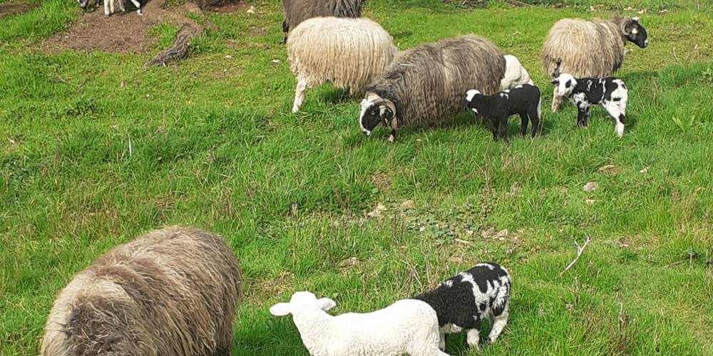  La Ferme de Fouliouze (Nouvelle-Aquitaine, Dordogne)
