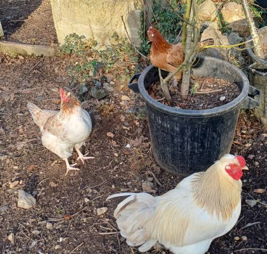  La ferme des petits poussaient (Pays de la Loire, Loire-Atlantique)