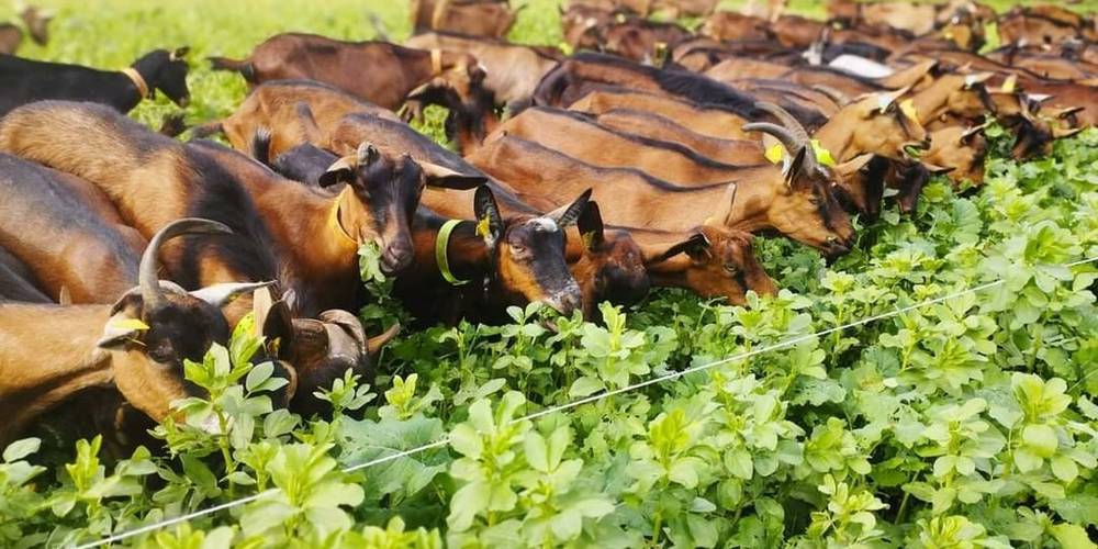  Ferme de la chèvrie (Bretagne, Ille-et-Vilaine)