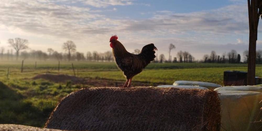  Ferme de la chèvrie (Bretagne, Ille-et-Vilaine)