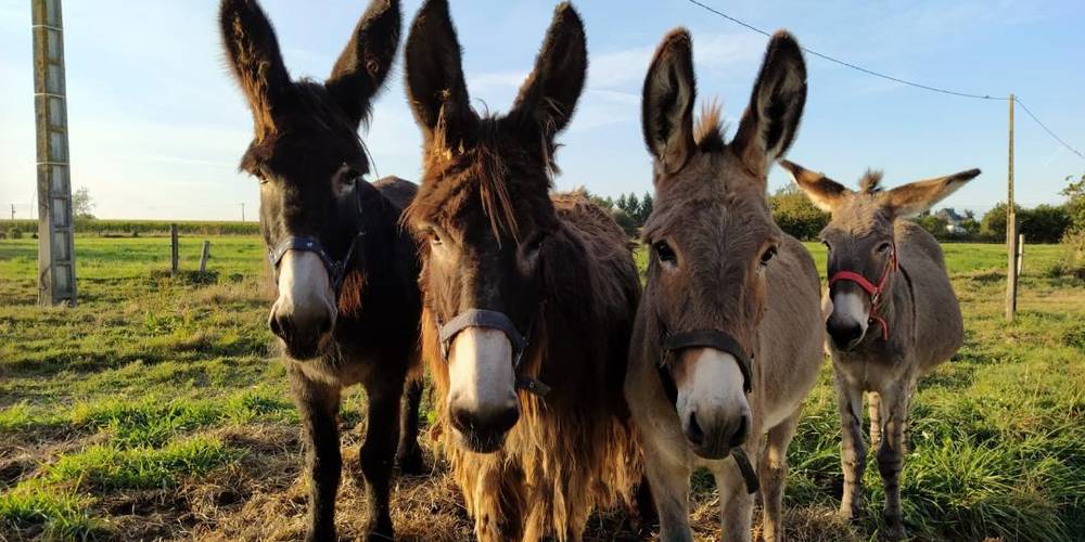  Ferme de la chèvrie (Bretagne, Ille-et-Vilaine)