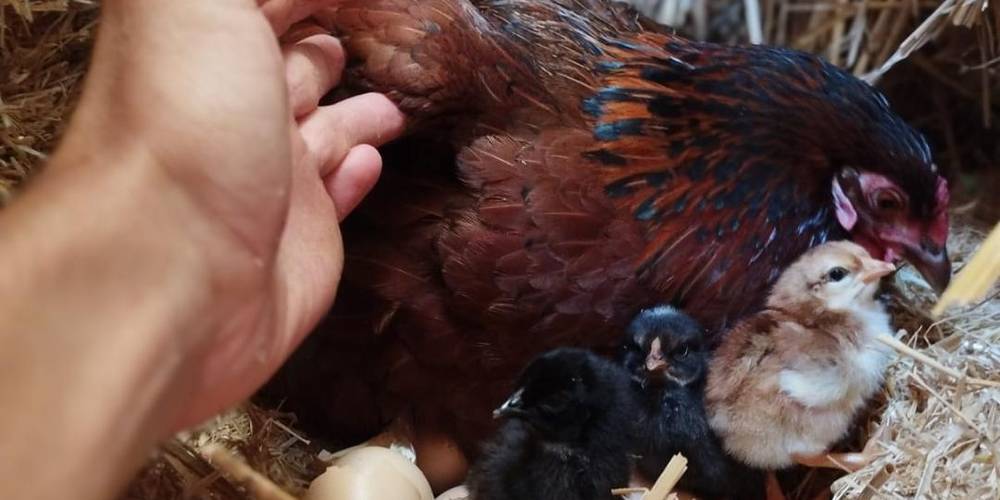  Ferme de la chèvrie (Bretagne, Ille-et-Vilaine)