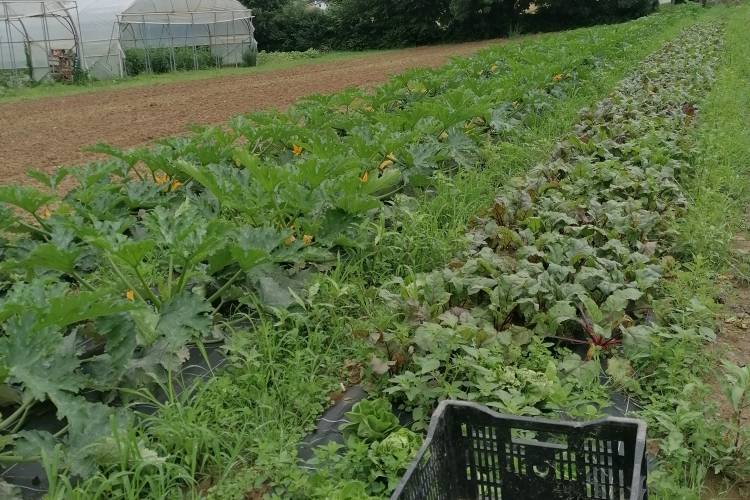  GAEC INTA (Nouvelle-Aquitaine, Pyrénées-Atlantiques)