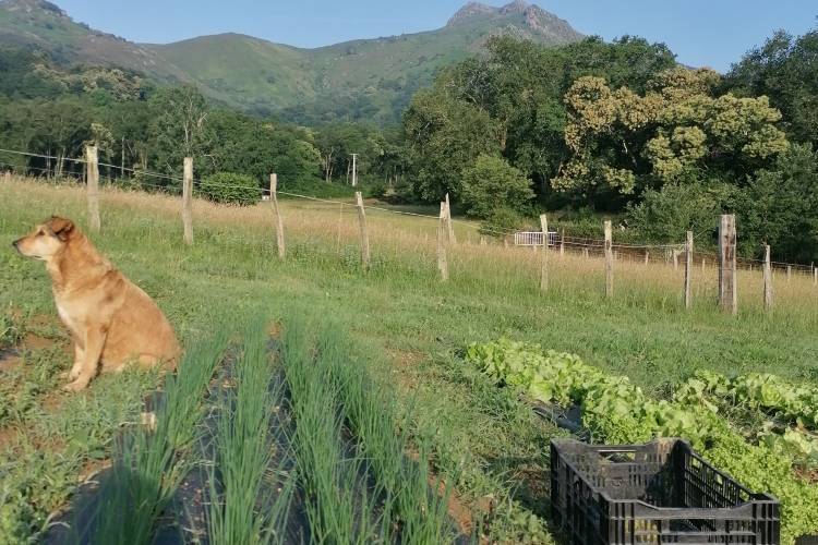  GAEC INTA (Nouvelle-Aquitaine, Pyrénées-Atlantiques)