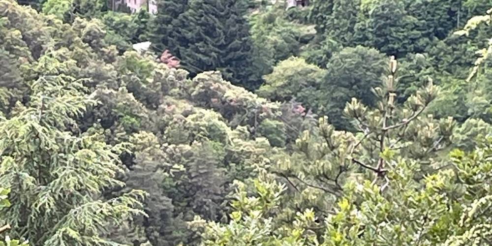 au coeur de la foret ! -  Chez Sophie (Occitanie, Hérault)