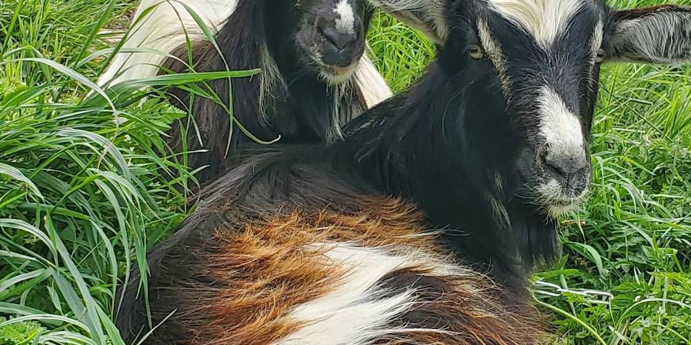 chèvres -  Mas Can Founs (Occitanie, Pyrénées-Orientales)