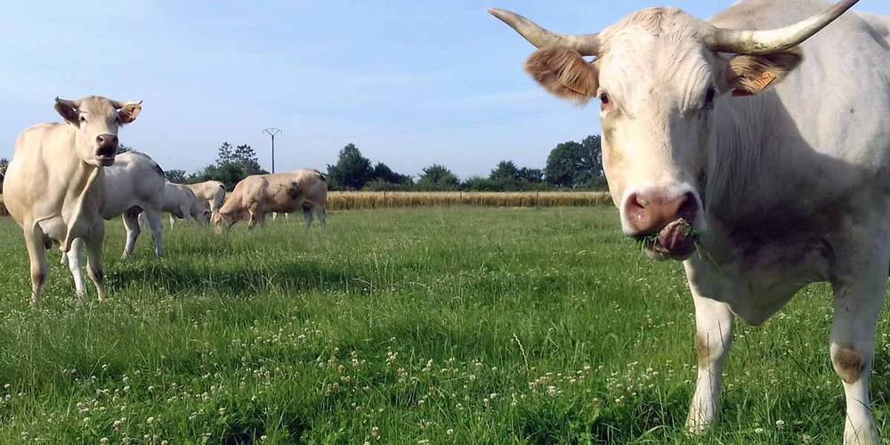  The Val de Poix Farm (Hauts-de-France, Somme)
