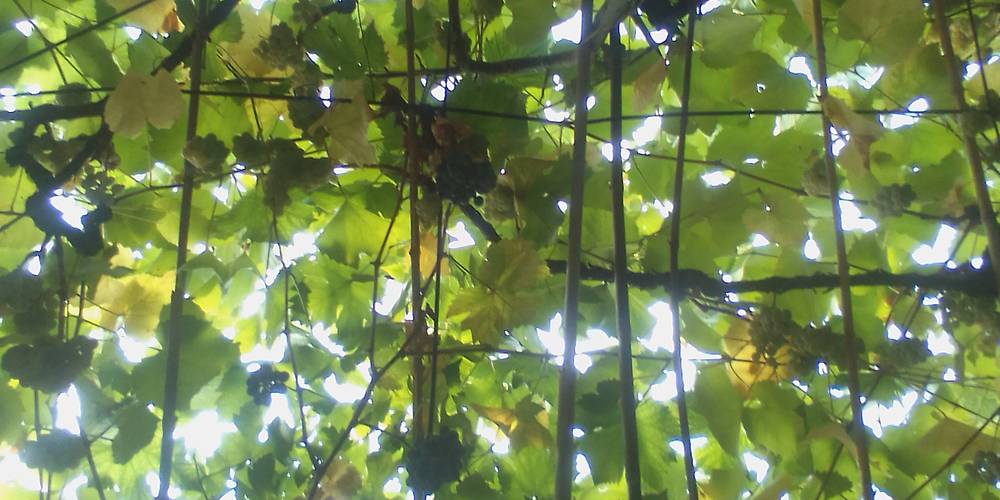  Les Treilles du Pouget (Occitanie, Aveyron)