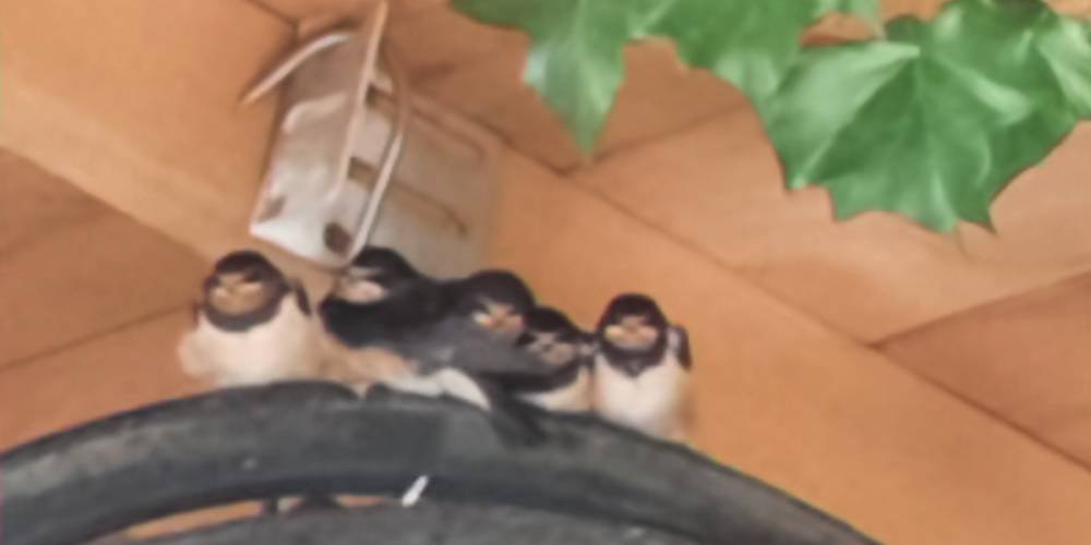 Notre élevage d'hirondelles -  Les Reinières guest rooms (Pays de la Loire, Maine-et-Loire)