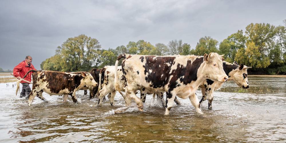 Nos bœufs -  Les Reinières guest rooms (Pays de la Loire, Maine-et-Loire)