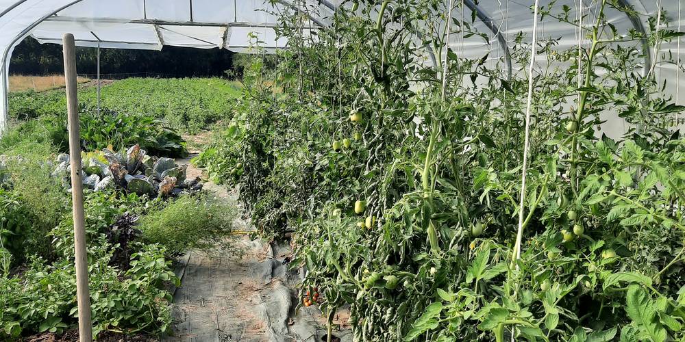 Les légumes en devenir -  Les Reinières guest rooms (Pays de la Loire, Maine-et-Loire)