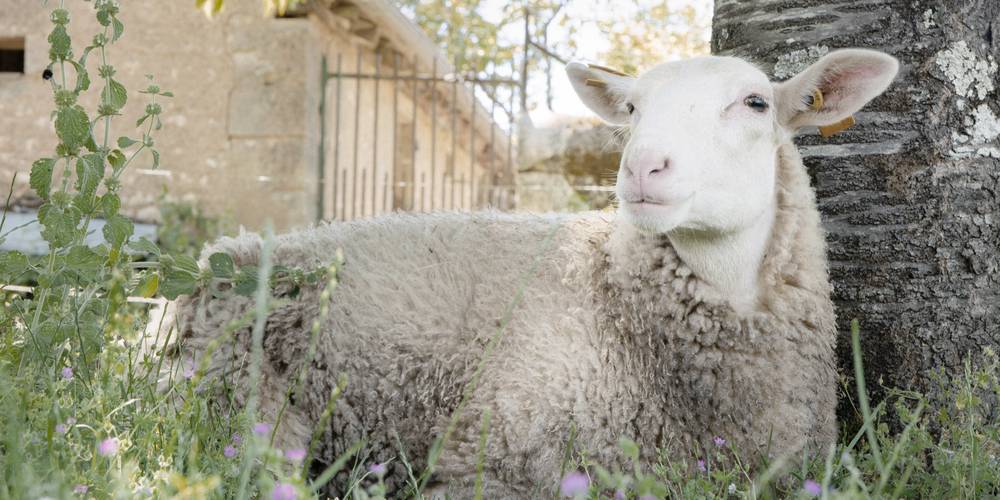  FERME DU BOIS D'HAUT (Centre-Val de Loire, Indre)