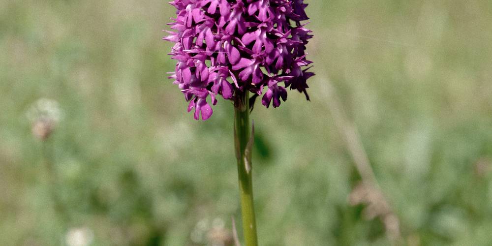  FERME DU BOIS D'HAUT (Centre-Val de Loire, Indre)