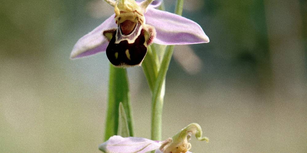  FERME DU BOIS D'HAUT (Centre-Val de Loire, Indre)