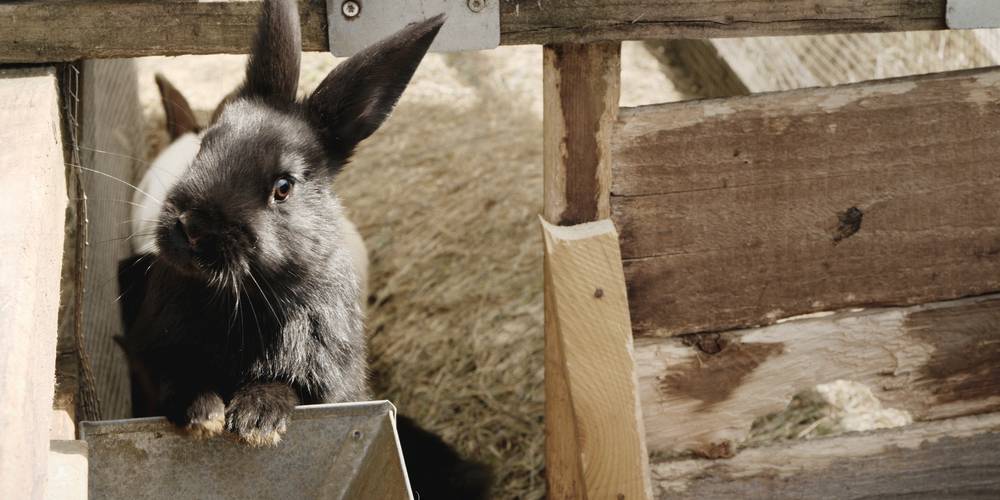  FERME DU BOIS D'HAUT (Centre-Val de Loire, Indre)