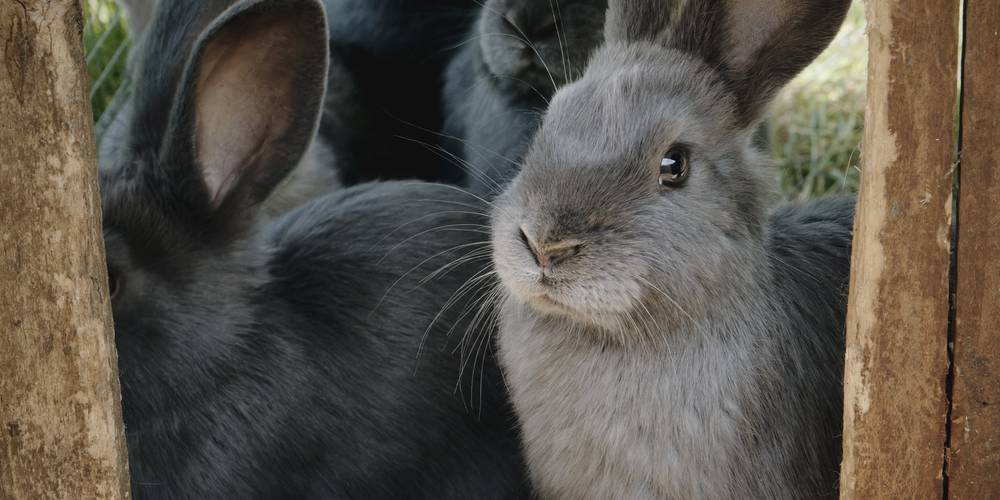  FERME DU BOIS D'HAUT (Centre-Val de Loire, Indre)