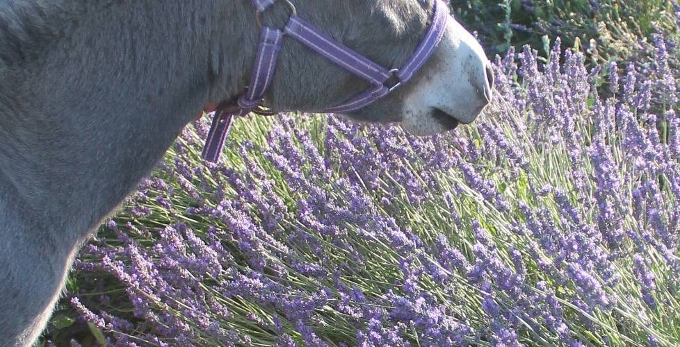  At the Saulce plant (Provence-Alpes-Côte d’Azur, Vaucluse)