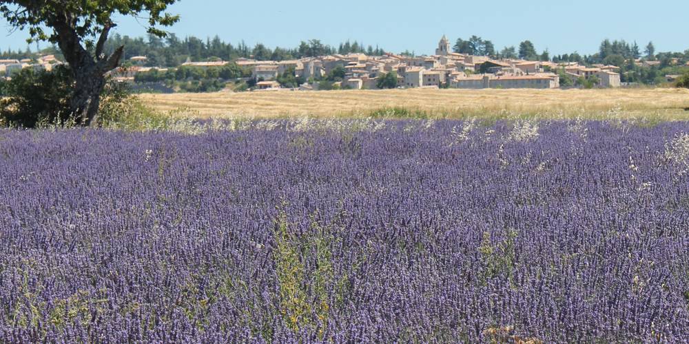 Lavandes l'été autour de la ferme -  At the Saulce plant (Provence-Alpes-Côte d’Azur, Vaucluse)