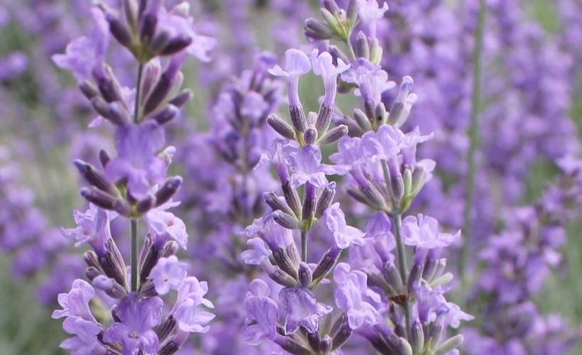  At the Saulce plant (Provence-Alpes-Côte d’Azur, Vaucluse)
