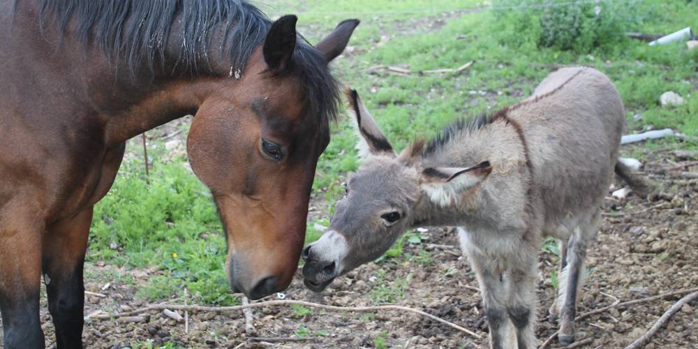 J'ai un secret à te dire... -  At the Saulce plant (Provence-Alpes-Côte d’Azur, Vaucluse)