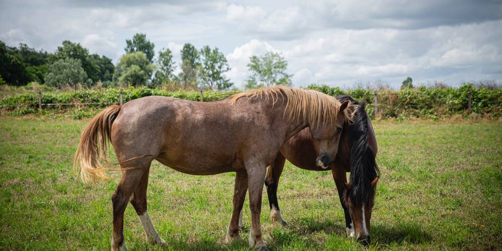 La Colline (Occitanie, Tarn)