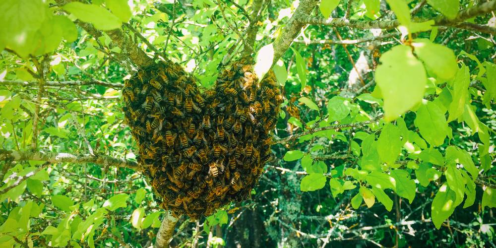  La Colline (Occitanie, Tarn)
