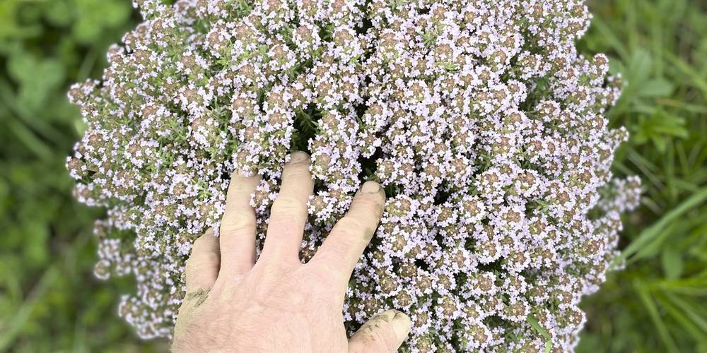  La Colline (Occitanie, Tarn)